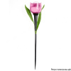 Св-к садовый на солн.батарее "Розовый тюльпан" 1LED Белый свет IP44 USL-C-451/PT305 Uniel